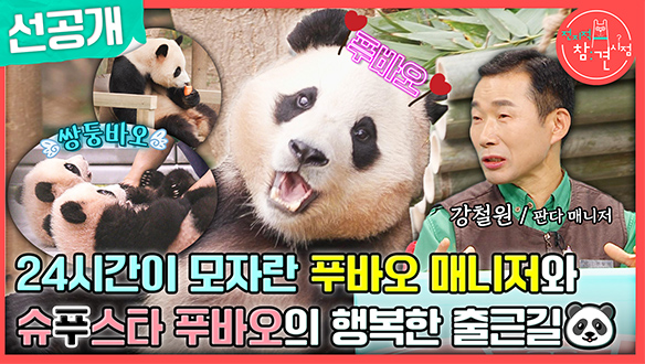 [선공개] 슈퍼스타 푸바오 등장!🐼 24시간이 모자란 푸바오 매니저의 일상 공개🌟 클립