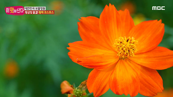 1. 노을빛 물결! 가을을 알리는 꽃은? <br>2. 85세 노모에게 찾아온 허리통증, 그 후