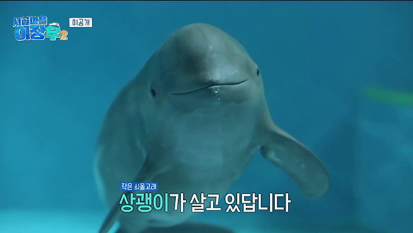 [미공개] 볼음도의 푸르른 서해바다 속엔 상괭이가 산다?🐳 클립