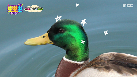 1. 잠 때문에 <br>2. 공 옮기기 <br>3. 청둥오리