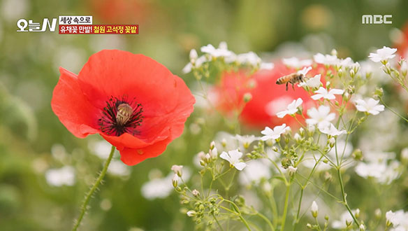 1. 평범함을 거부! 발명왕의 차박 캠핑 <br>2. 중식당에 국밥이? 짬뽕의 색다른 변신! <br>3. 양평에서 만나는 유럽식 정원 <br>4. 멋 따라 맛 따라 철원 여행 2부