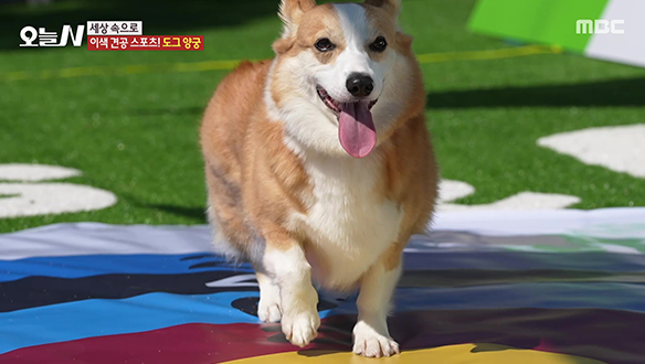 1. 중식과 양식을 무제한으로! 퓨전 뷔페 <br>2. 지리산 정기 가득! 청학동 삼시세끼 <br>3. 허허벌판에 낙원을 만든 행복한 정원사 <br>4. 반려견과 출전하는 올림픽? 도그 스포츠!