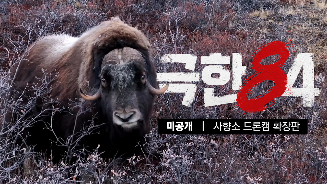 [미공개] 북극 사향소 드론캠 확장판 클립