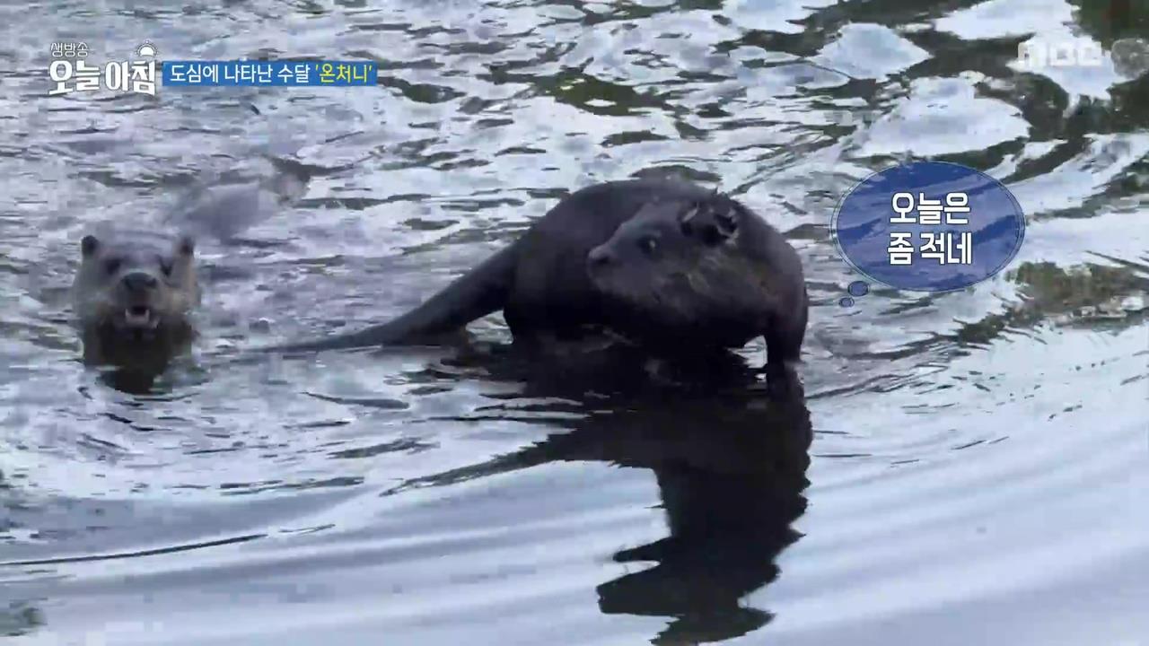 플레이어