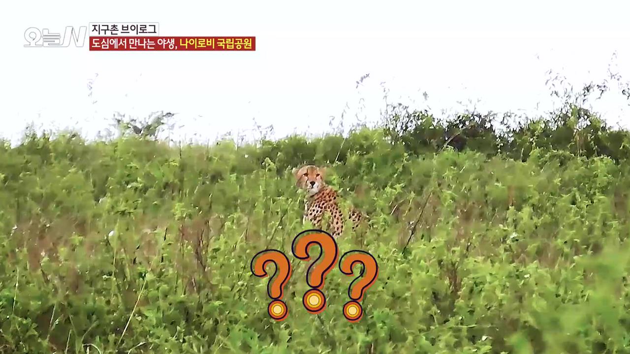 플레이어