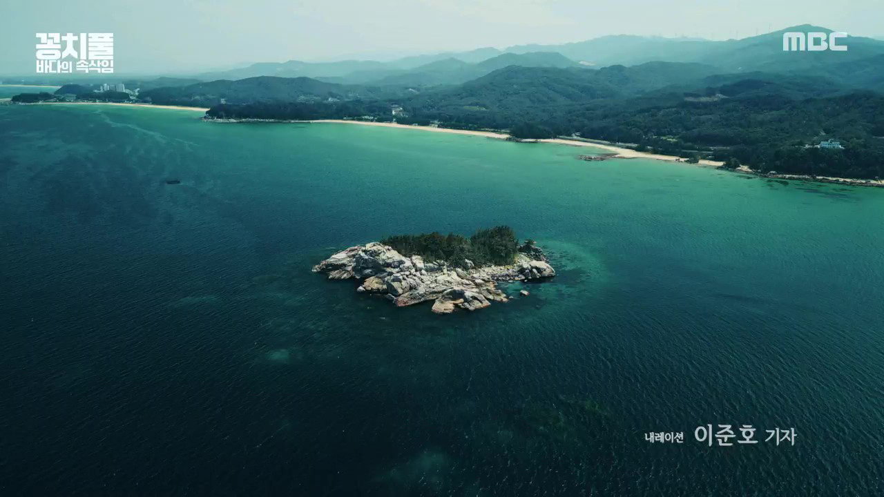 MBC 네트워크특선 꽁치풀-바다의 속삭임