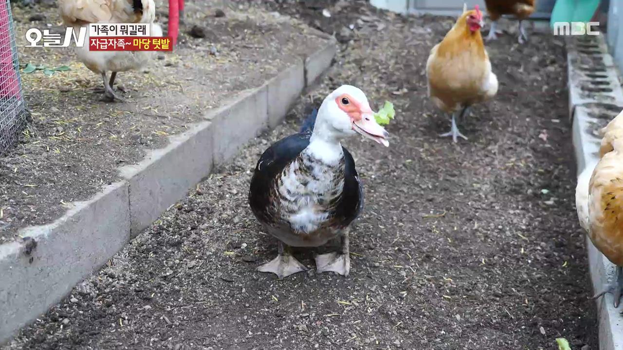 플레이어