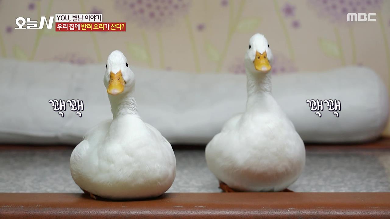 플레이어