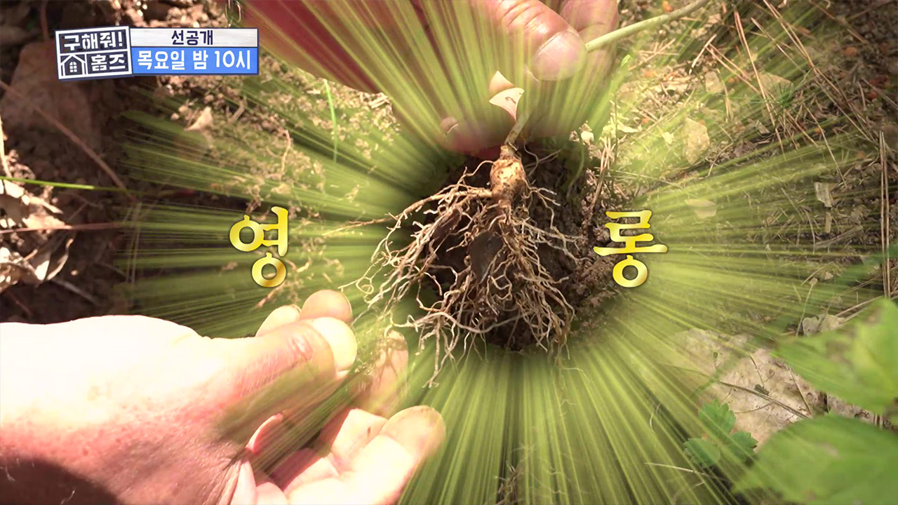 [선공개] 홈즈 최초 장뇌삼 기본 옵션이 있는 2억 원대 매물 등장!🫚 클립