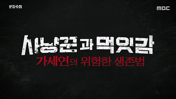 사냥꾼과 먹잇감 - 가세연의 위험한 생존법