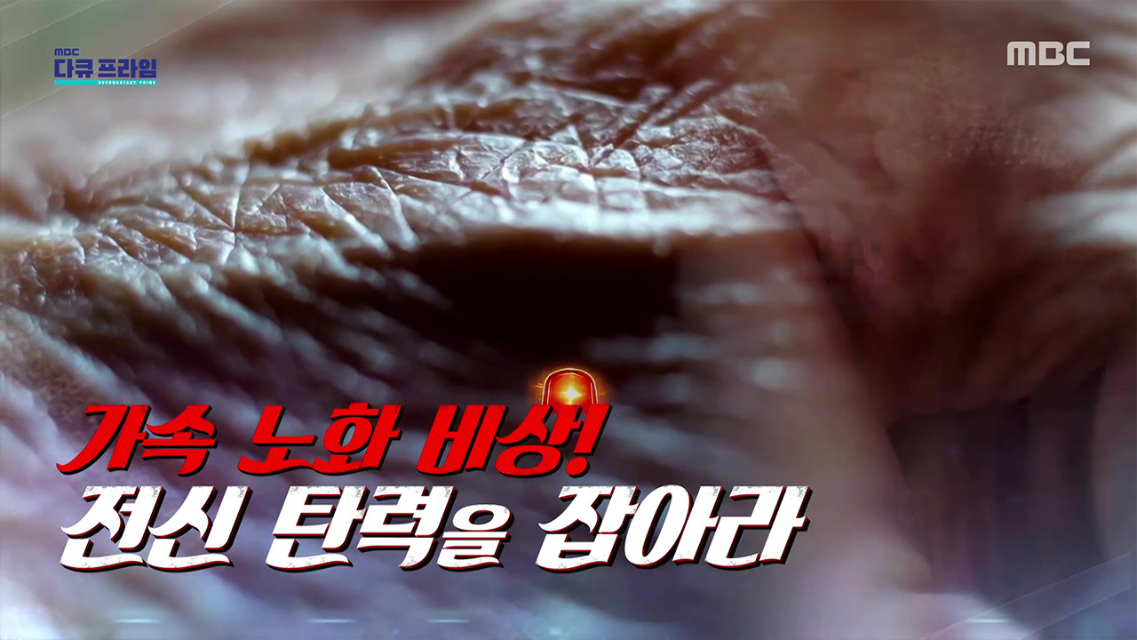 가속 노화 비상! 전신 탄력을 잡아라 