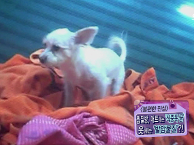 [불편한 진실] 찜질방 2탄, 세균 범벅!! 형광증백제 범벅!  클립 이미지