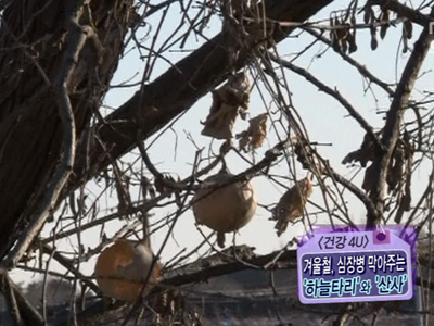 [건강4U] 겨울철, 갑자기 뛰지 않는 심장? 하늘타리로 잡는다! 클립 이미지