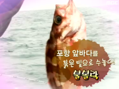 포항 앞바다를 붉은 빛으로 수놓다!, 불볼락 클립 이미지