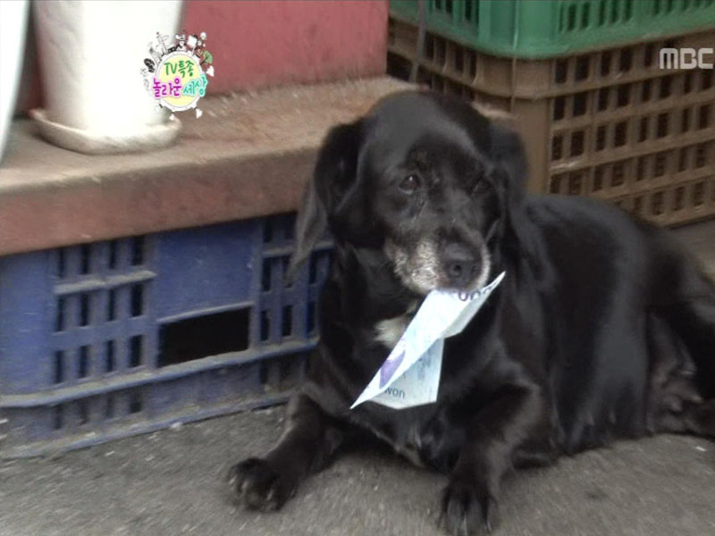 돈맛 아는 개 까미!!