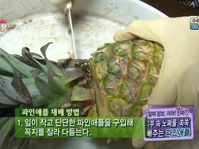 파인애플 재배 방법! 클립 이미지