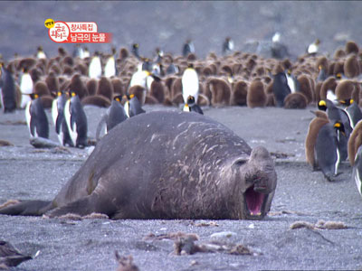 창사특집 남극의 눈물 클립 이미지