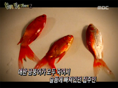 Ⅳ. 황당한 진실 이야기