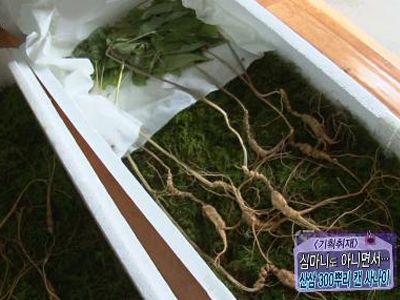 [화제人] 산삼을 밥먹듯이 찾아? 산삼 300뿌리 캔 사나이! 클립 이미지