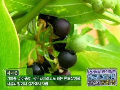 [천기누설! 장수밥상] 자궁암 딸을 지킨, 친정엄마의 ‘까마중’ 밥상 클립 이미지