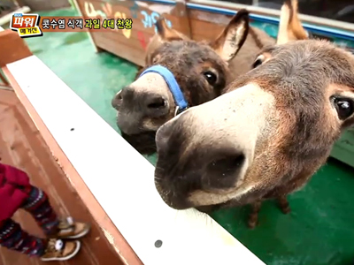 콧수염 식객 - 건강한 겨울나기를 위한 천연비타민~ 과일계의 ‘4대 천왕’! 클립 이미지