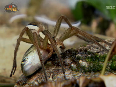 '물고기 사냥꾼' 황닷거미 & '습지의 포식자' 물장군 