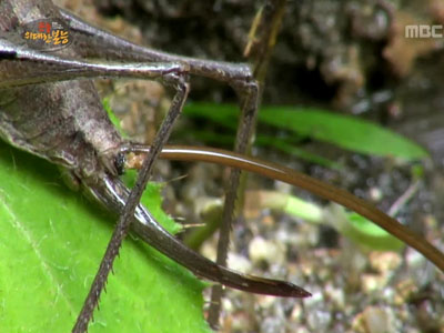 연가시, 여치 몸 뚫고 나와 '충격 비주얼'