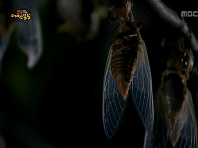 경이로운 매미의 우화 과정 '감탄이 절로'