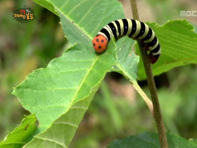 곤충들의 다양한 의태 '변신의 달인'
