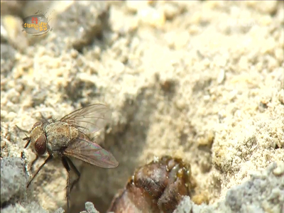 기생파리, 나나니 굴 속에 몰래 알 낳고 '줄행랑'