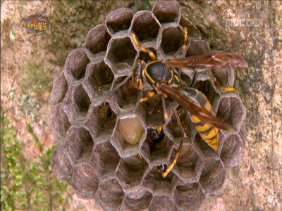 어미 왕바다리, 개미의 습격에 새끼 모두 잃고 '망연자실'