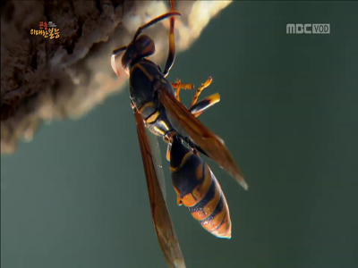 어미 왕바다리의 삶, 다시 자연으로 돌아가다…