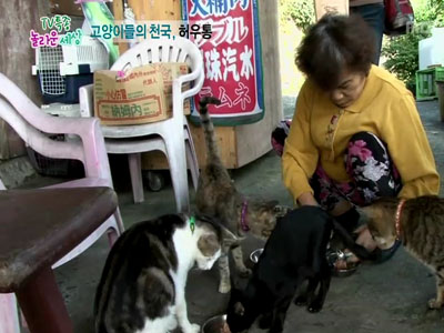 고양이들의 천국! 대만 허우통 마을 클립 이미지