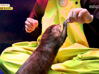 왕배, 수달의 귀여운 식사시간에 '아빠미소'  클립 이미지