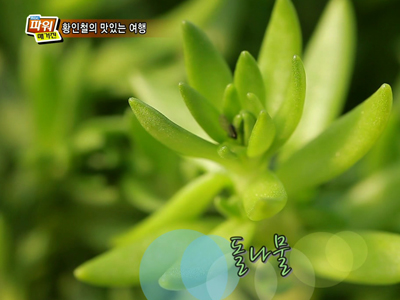 황인철의 맛있는 여행 - 봄의 전령사, 남양주 돌나물 클립 이미지