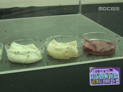 [생활의 발견] 초파리는 술을 좋아한다? 남은 맥주로 초파리 잡는 법!  클립 이미지