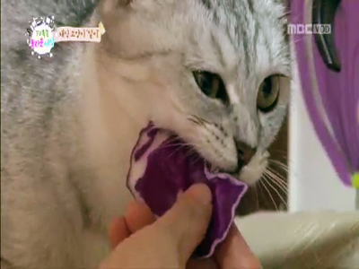 채소예찬 고양이 ‘달이’ 클립 이미지