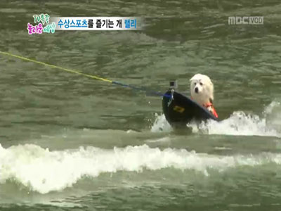 수상스포츠를 즐기는 개 랠리 클립 이미지