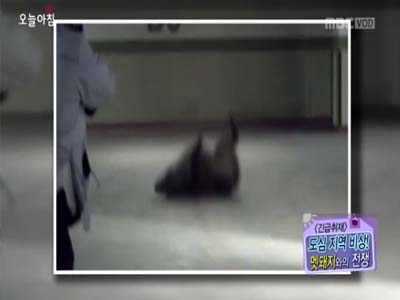 [긴급취재] 멧돼지가 집 안까지? 도시는 지금 멧돼지와 사투 중! 클립 이미지