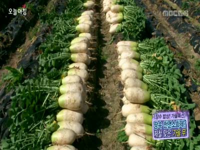 [장수밥상 가을특선] 인삼만큼 좋다! 제철 맞은‘가을 무’ 클립 이미지