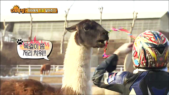 라마 목에 방울달기-은혁, 침 뱉는 라마에 '복수전 성공' 클립 이미지