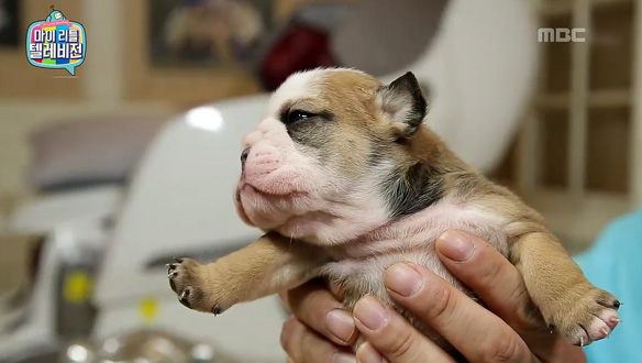 '안녕 경규♡2' 이경규 - 두치의 세젤귀 새끼 강아지들 분양, 킹경규가 '직접 만나러 갑니다' 클립 이미지