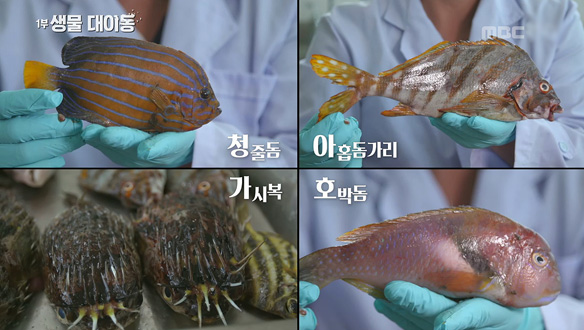 지난 40년간 평균 수온이 1.5℃ 오르며 전체 어류 중 절반 가까이 아열대 어종이 살고 있는 제주 바다 