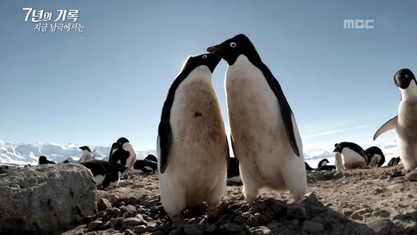 5만여쌍의 아델리펭귄이 번식하는 케이프 할렛…새끼까지 포함하면 20여만 마리 육박 클립 이미지