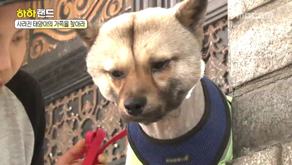 특정 집 앞에 집착하는 노숙견 태양이…애니멀커뮤니케이터와의 교감 시도 클립 이미지