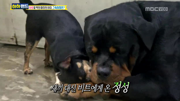 대형견과 소형견의 이루어질 수 없는 사랑♥ 새끼 외면하고 '비트'만 보는 '아쵸'! 클립 이미지