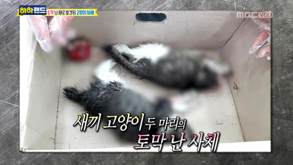 토막되어 살해당한 새끼 고양이들, 도대체 무슨 일이 있었던 걸까 클립 이미지