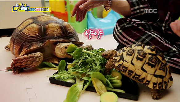 아웃사이더의 귀여운 딸에겐 특별한 놀이친구가 있다?, 그것은 바로 파충류! 클립 이미지