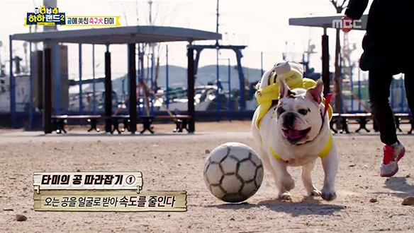 축구 천재犬 '타미'의 환상적인 드리블! 클립 이미지