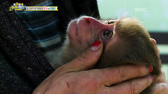 놀이=의사소통, 놀지 못해 무리와 어울리지 못하는 아기 원숭이 '몽이' 클립 이미지